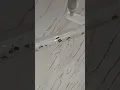 Ofiste 5000 Arı Var mı? Şaşırtıcı Görüntüler!