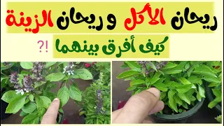 ريحان الأكل و ريحان الزينة   تعلم كيف تفرق بينهما بسهولة دندنها