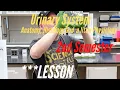 The Urinary System Lesson for A P Lab 2nd Semester Anatomy Histology and a little Physiology