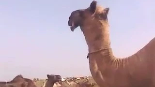 يوسف البنا غناء جقله 