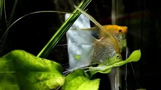 Download Angel fish breeding with timelapse MP3