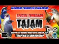 #18 MASTERAN MURAI BATU FULL ISIAN ROLL TEMBAKAN KASAR PANJANG TERBARU!