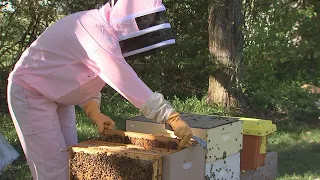 Bee swarms on the rise due to spring-like temperatures high pollen WSOC-TV