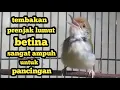 Download Lagu prenjak lumut betina memanggil jantan