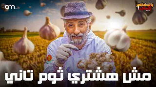 زراعة الثوم في المنزل من الالف للياء زراعة ري عناية تسميد 