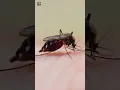 Lagu Mosquito Sound 🦟 #shorts