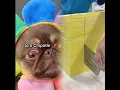 Download Lagu 4Chilli has spoken #pugsoftiktok #foryourpage #chugsoftiktok #fyp #chillithepekepug #funnydogvideos