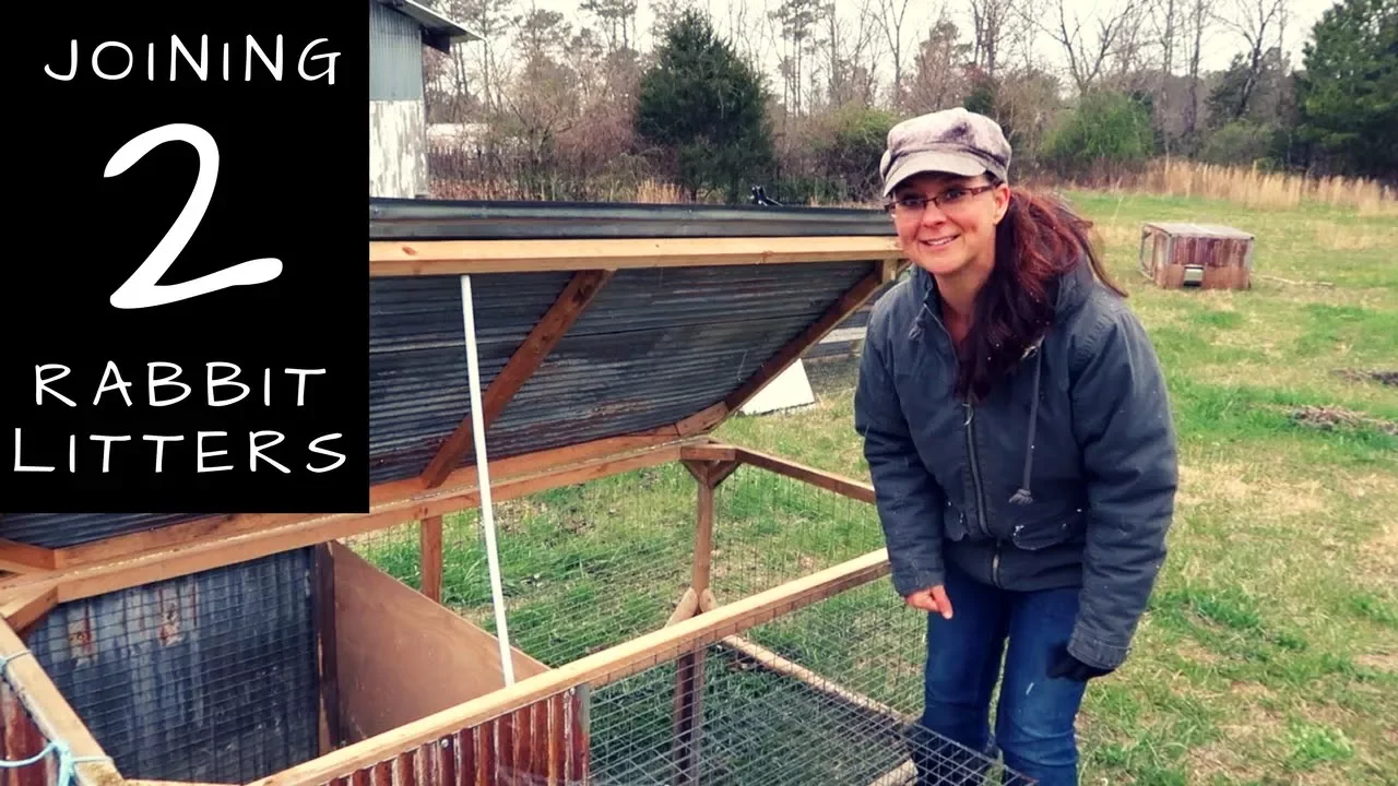 Can You Combine Rabbit Litters into a Rabbit Tractor?  Meat Rabbit Q&A