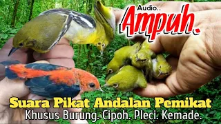 suara pikat andalan khusus burung cipoh dan pleci kemade ampuh 