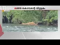 Download Lagu 2 മണിക്കൂര്‍ പുഴയില്‍ കിടന്ന് സുഖം ഉറക്കം; നാട്ടുകാരെ ടെന്‍ഷനടിപ്പിച്ച് മഞ്ഞക്കൊമ്പന്‍ | Chalakkudy