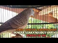 Download Lagu Perkutut Lokal GACOR suara VARIASI NDUDUT Ampuh memanggil Lawan EMOSI MANGGUNG PANCINGAN PERKUTUT