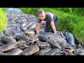 Download Lagu Catch a Huge School of Giant Catfish by hand and Bring them to the Market to Sell
