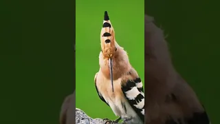 انثي هدهد الهدهد 