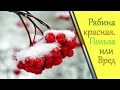 Download Lagu рябина красная полезные свойства