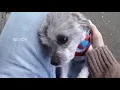 ADOPTED Gigi the toy poodle rescue from BC Poodle Rescue