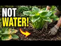 Your Hosta Needs This NOW Most Gardeners Get It Completely Wrong