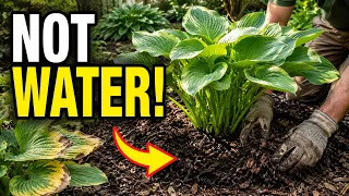 Your Hosta Needs This NOW Most Gardeners Get It Completely Wrong
