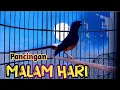 Download Lagu PANCINGAN MURAI BATU GACOR MENAIKKAN EMOSI MURAI LAIN, AMPUH MURAI APAPUN JADI KONSLET ON