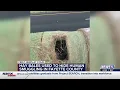 Hay bales used to hide human smuggling attempt thwarted in Fayette County