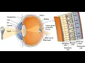 Vision - Lecture on how it works, part 1