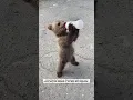 Abandoned baby bear
