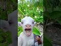 Download Lagu CEMPE🐑 GOATS 1JT VIEWERS MAKAN 🌿 RUMPUT RUMPUT TETANGGA
