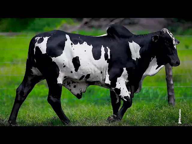 Touro Nelore FESN - 106