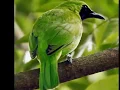 Download Lagu Suara Burung Cucak Ijo/ Burung Murai Daun