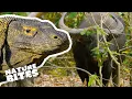 Lagu Komodo Dragon Eats Buffalo | Nature Bites