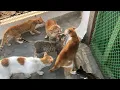 Download Lagu Cat funny fights ♥️