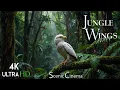Download Lagu Tropical Forest Birds | Life Of Birds In Rainforest | Scenic Cinema With Birds \u0026 Jungle Sounds