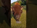 Download Lagu Bison vs Buffalo #animals #coolanimals #animalfacts