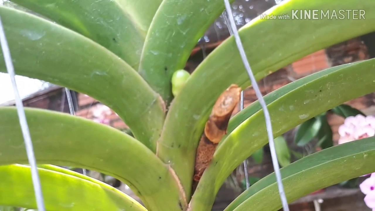 #ORQUÍDEA#VANDA COMO TER SUCESSO NO CULTIVO DAS VANDAS....NOVA HASTE FLORAL 1 MÊS APÓS A FLORAÇÃO
