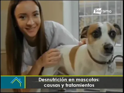 Desnutrición en mascotas: Causas y tratamientos