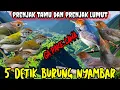 Download Lagu suara pikat prenjak kepala merah prenjak tamu prenjak bawah prenjak lumut paling manjur dan terbukti