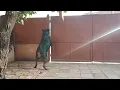Big Rottweiler in action