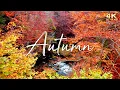 Download Lagu 🍁 Enchanting Autumn Nature Scenes with Forest Sounds \u0026 Peaceful Music 🍁 No Ads Fall Background