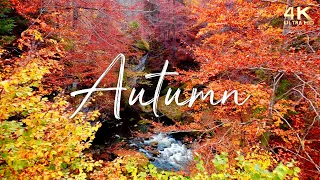 Enchanting Autumn Nature Scenes With Forest Sounds Peaceful Music No Ads Fall Background 