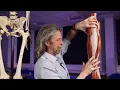 Origins and insertions of hip abductor and adductor muscles
