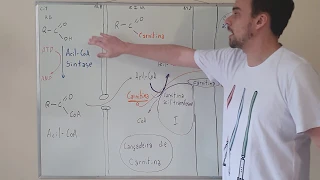 Ativação de AG e controle da beta-oxidação via lançadeira de carnitina