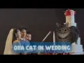 Download Lagu Yung Kai - Blue (Full Cover By Host \u0026 Oia Cat) Kucing Akmal 🎧 #cat #catlover #sad #vibes #youtube