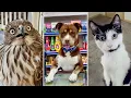 BEST s of the Decade FUNNIEST Animals