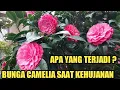 Lagu Bunga camelia subur kehujanan || bunga camelia subur || bunga camelia berbunga lebat