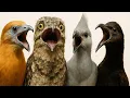 Download Lagu Saya Menyelidiki SUARA BURUNG ANEH Selama Seminggu dan Inilah Yang Saya Temukan