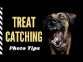 Treat Catching Tutorial Pet Photography with Dogs