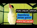 Download Lagu KICAU SUARA KEPODANG EMAS GACOR BIKIN KEPODANG DIAM LANGSUNG BUNYI