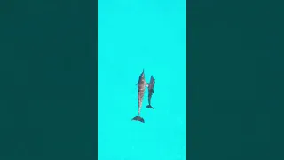 🐬✨Front-row seats to the best show in the #maldives 🌴 🥥 #travel #dolphin #ocean #beach #sea #nature