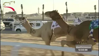 اقوا شوط زمول     هجن دندنها