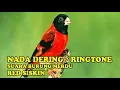 Download Lagu NADA DERING||RINGTONE SUARA BURUNG RED SISKIN MERDU BANGET