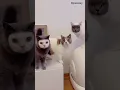 Download Lagu The Adorable Cemong Cat🐱🐾 #catshorts #cat #shortvideo #cute #funnycat